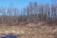 Aspen Parkland | Canadian Survival Environment