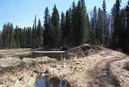 Western Boreal Forest | Canadian Survival Environment