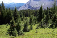 Rocky Mountains | Canadian Survival Environment