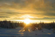 Transitional Boreal Forest | Canadian Survival Environment